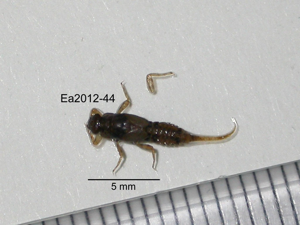 dorsal