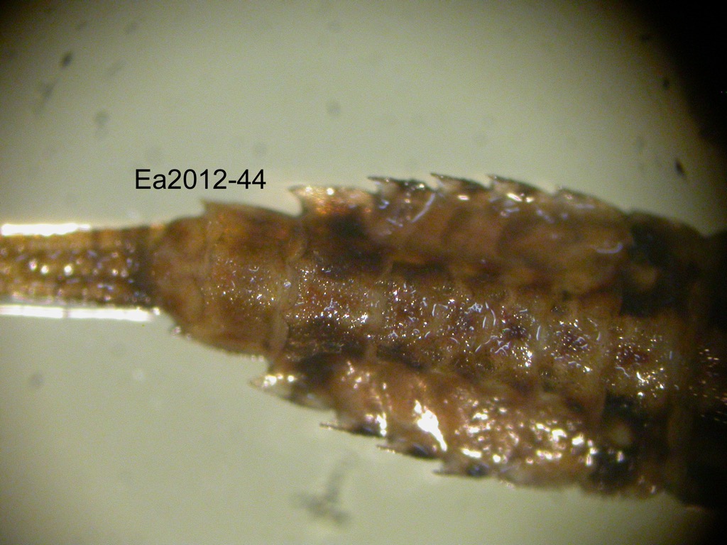 abdomen dorsal