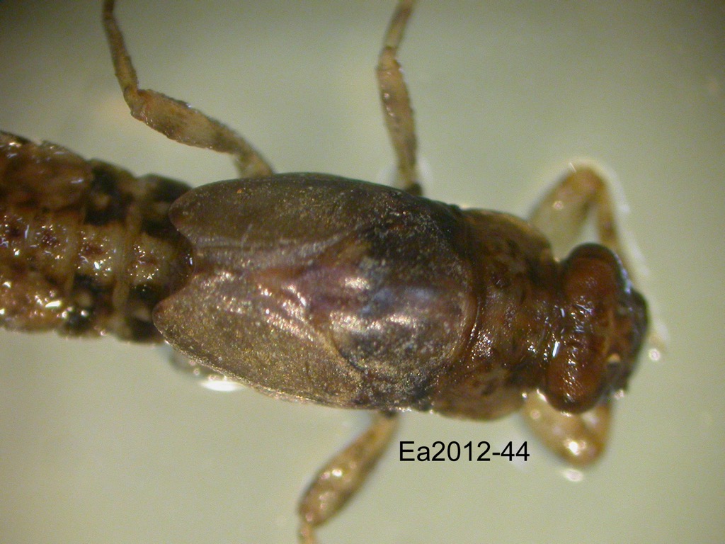 head and thorax dorsal