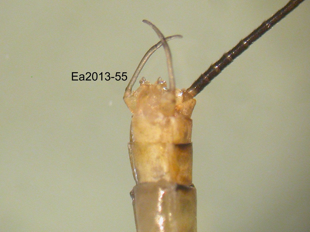 genitalia ventral