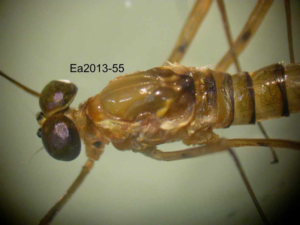 head and thorax dorsal