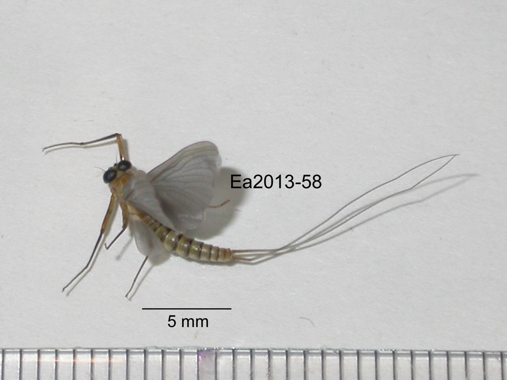 lateral