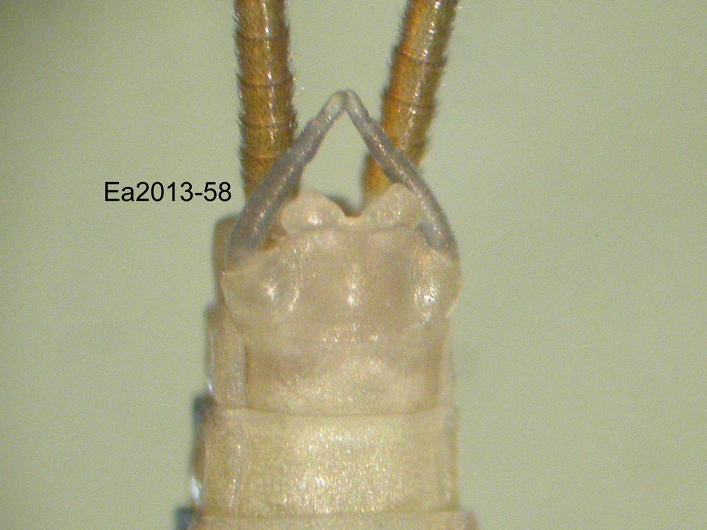 genitalia ventral