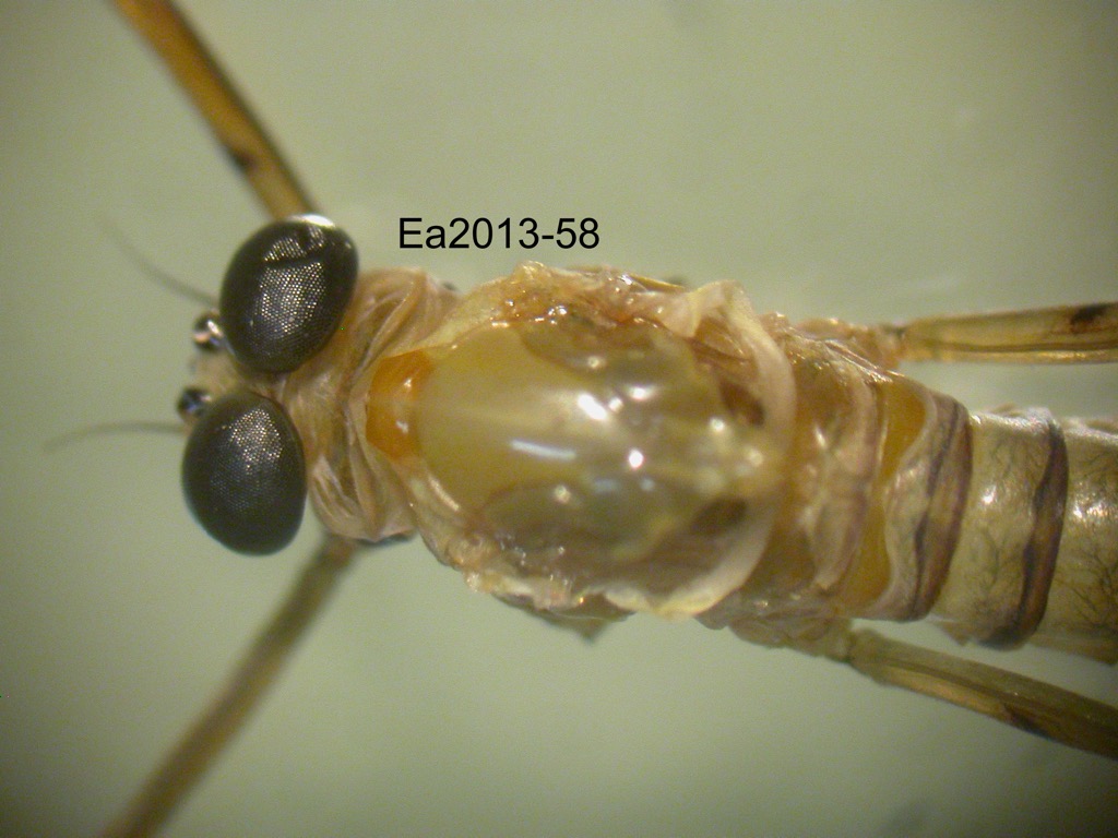 head and thorax dorsal