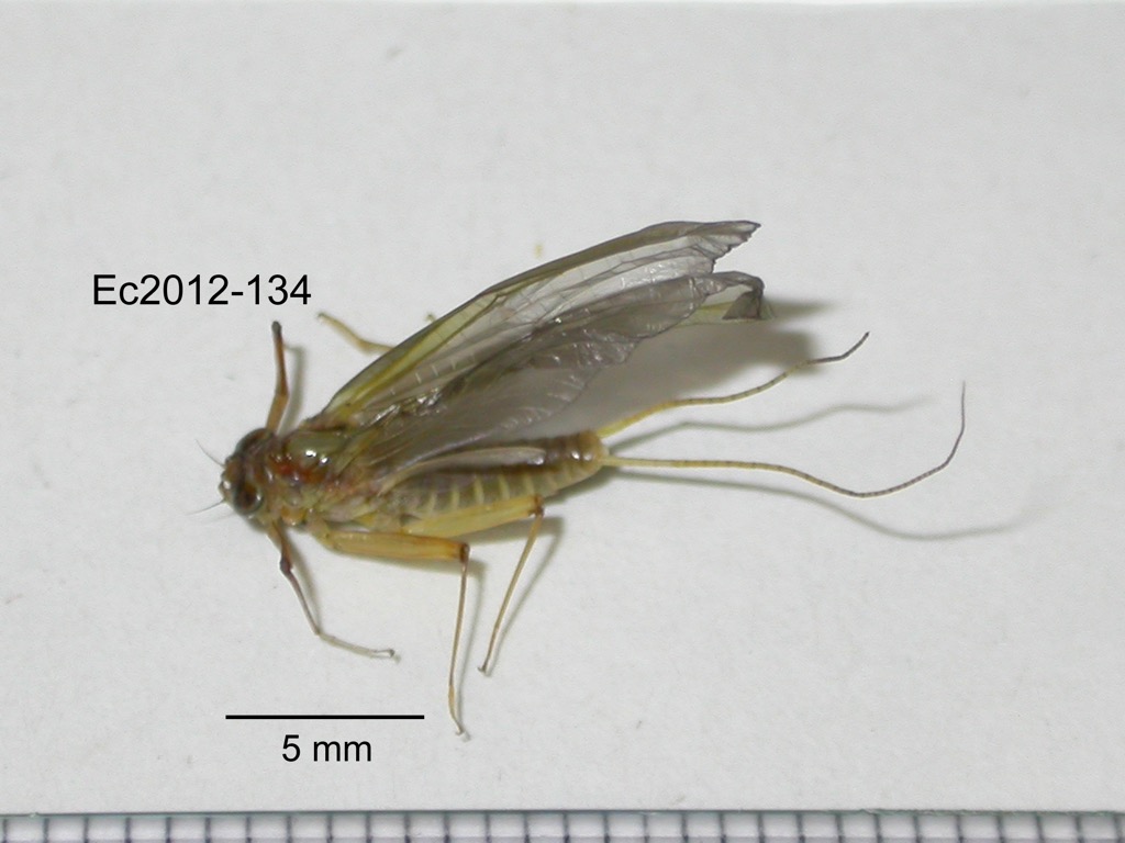 dorsal