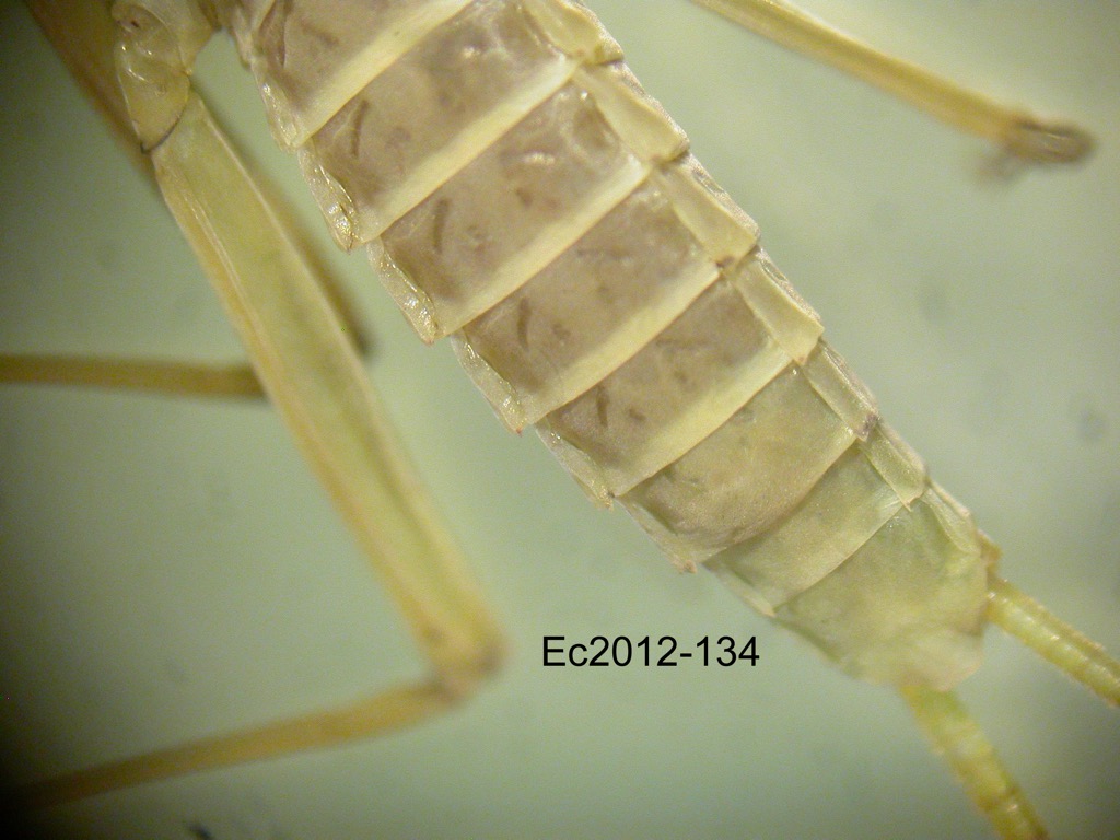 abdomen ventral