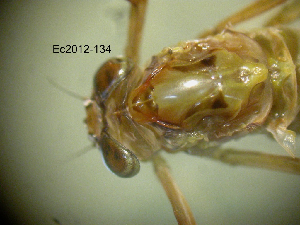 head and thorax dorsal