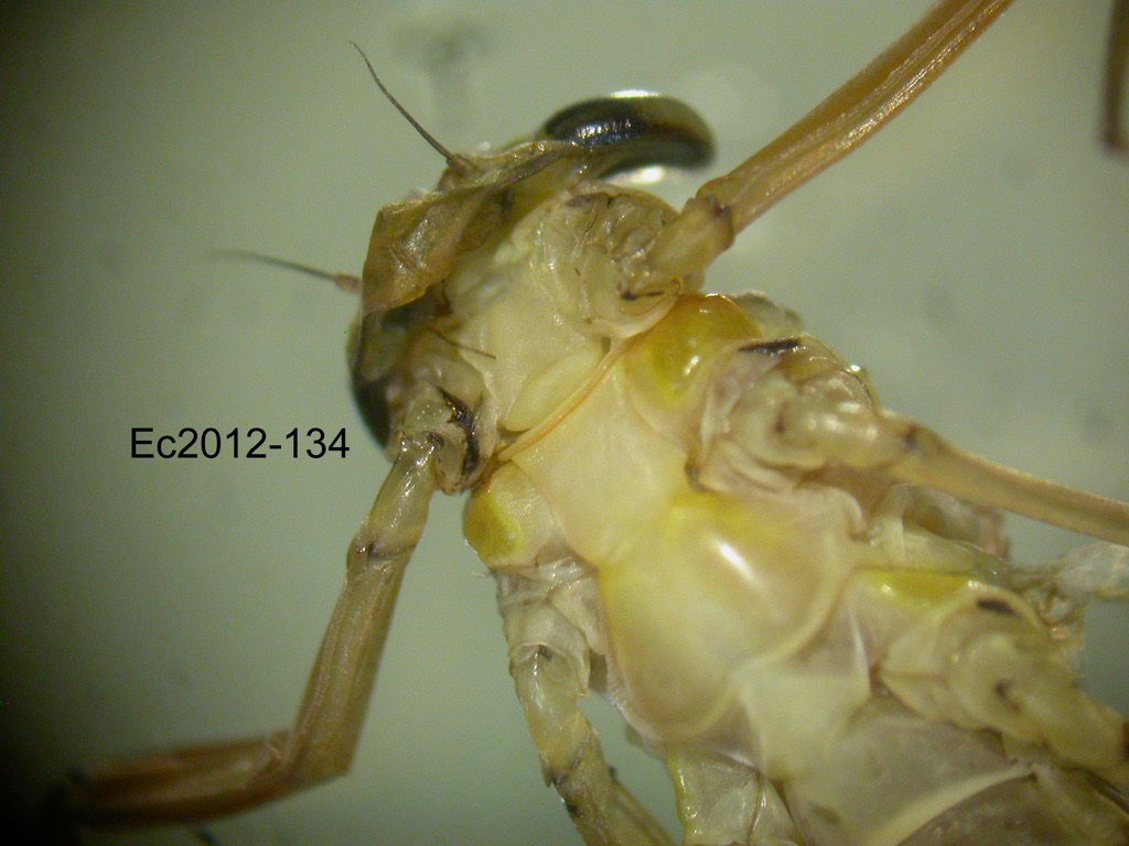 head and thorax ventral