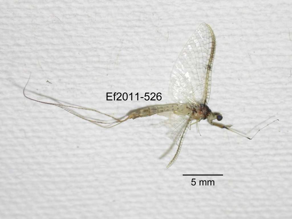lateral