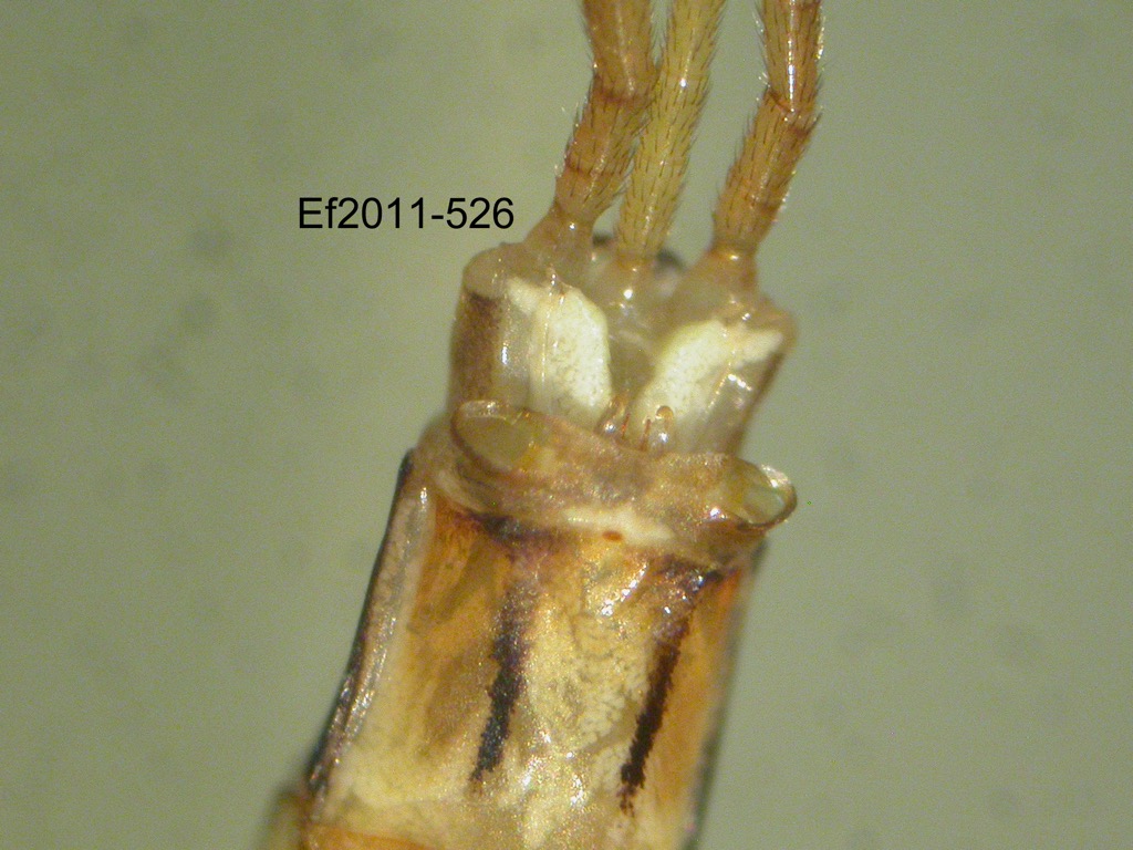 genitalia ventral