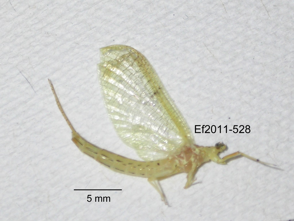 lateral