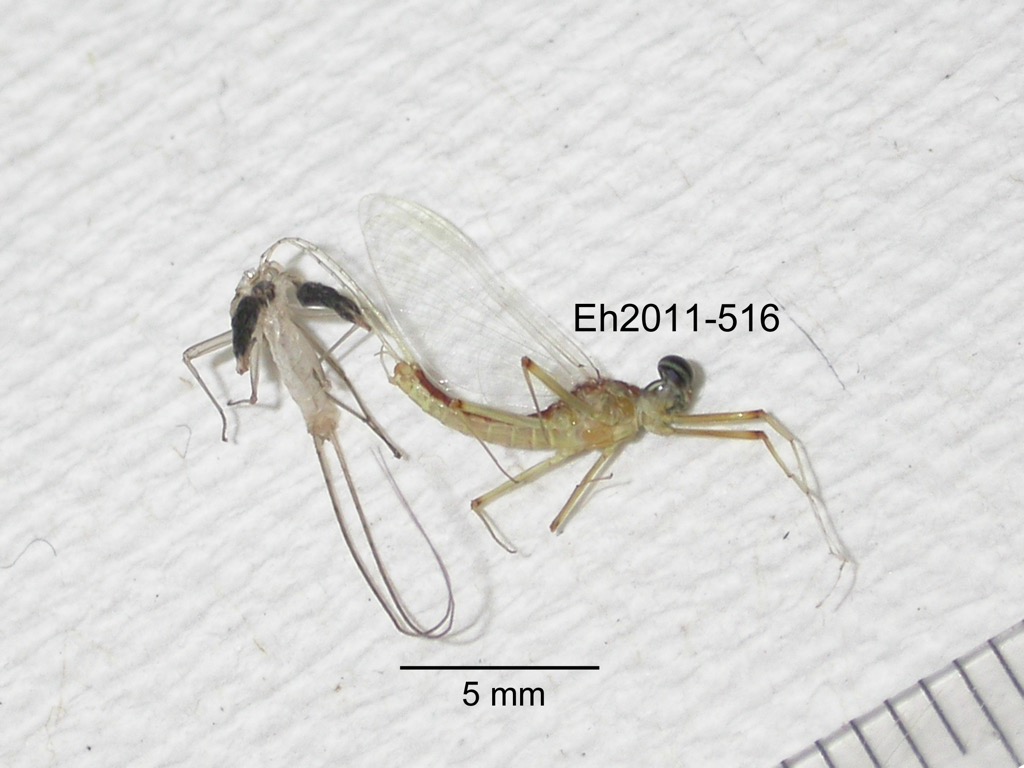 lateral
