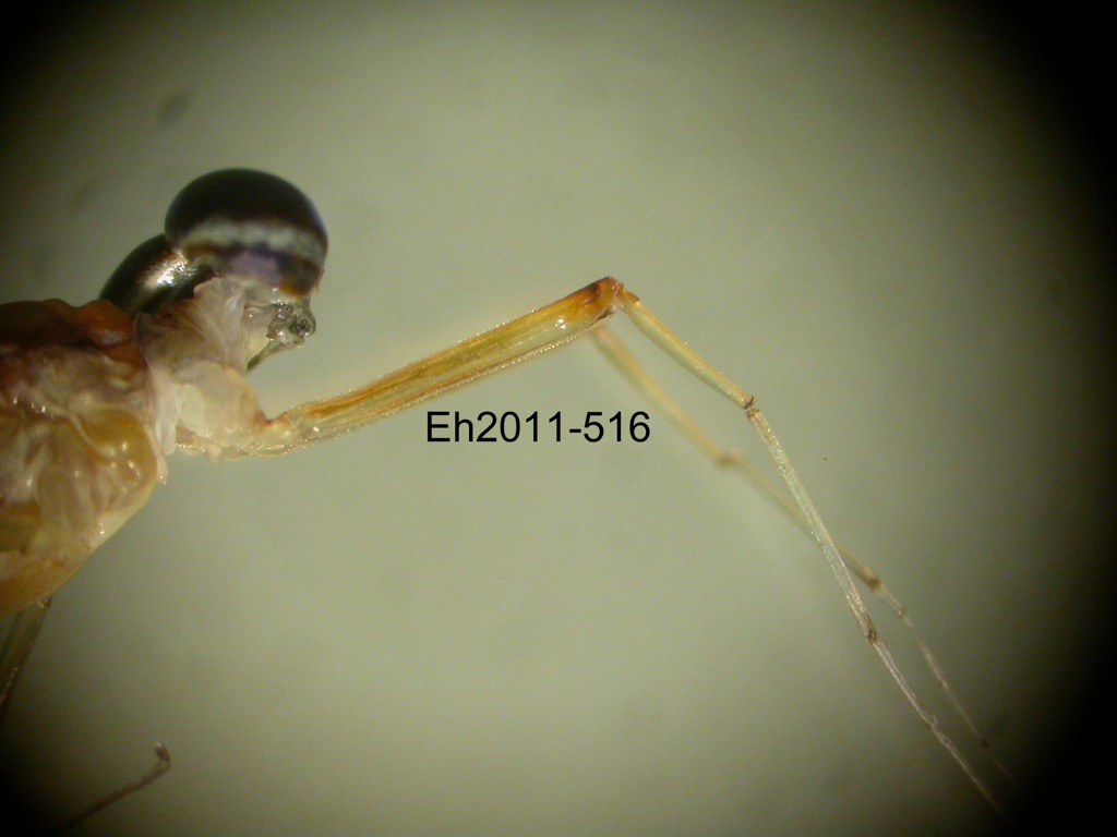 foreleg lateral