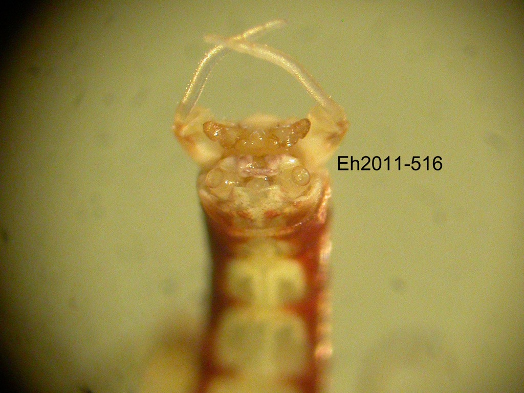 genitalia dorsal