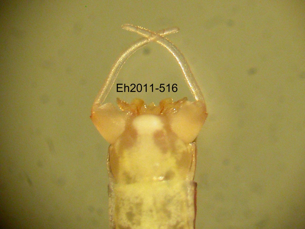 genitalia ventral