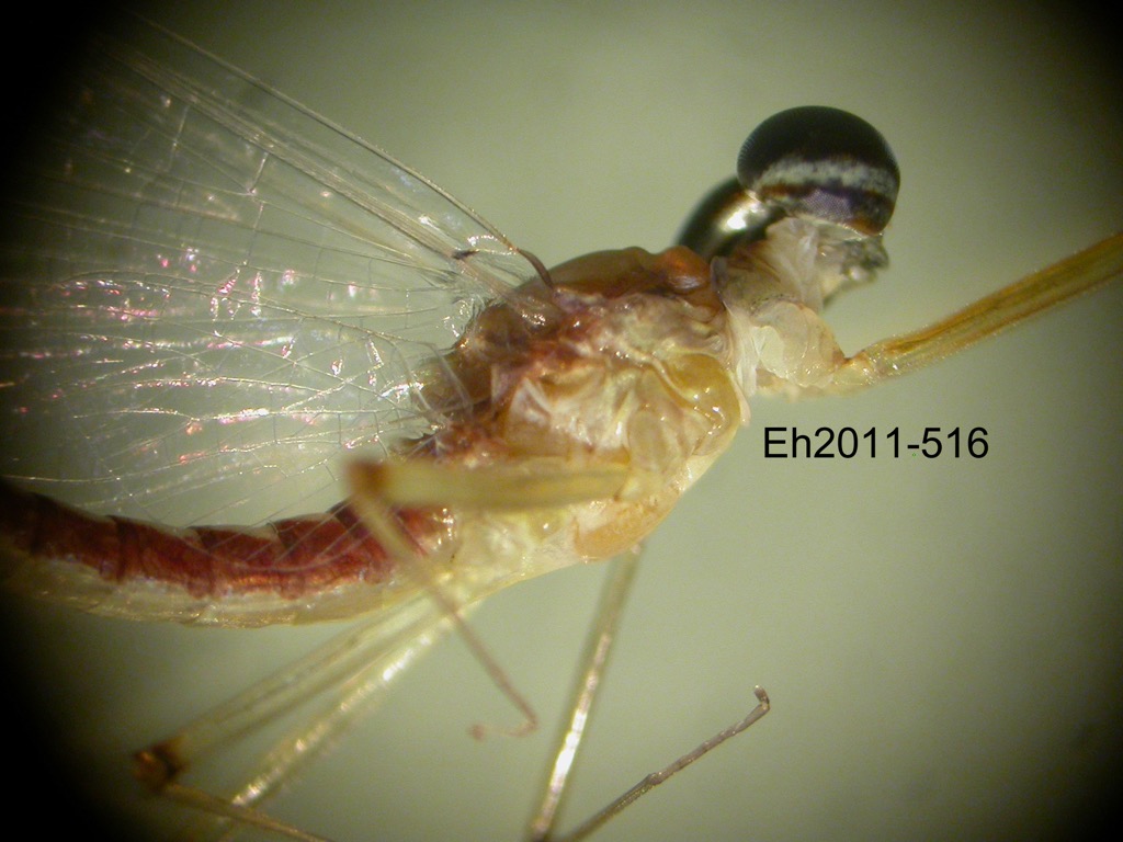 head and thorax lateral