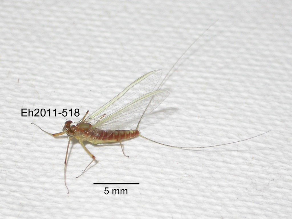 lateral