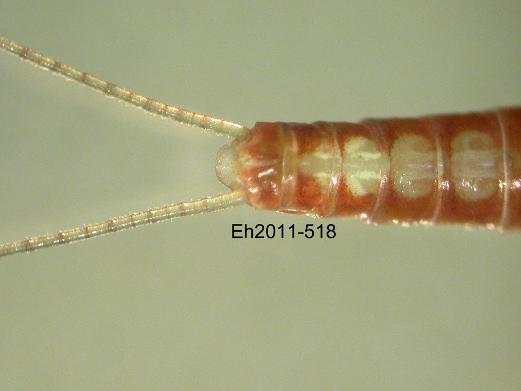 abdominal apex dorsal