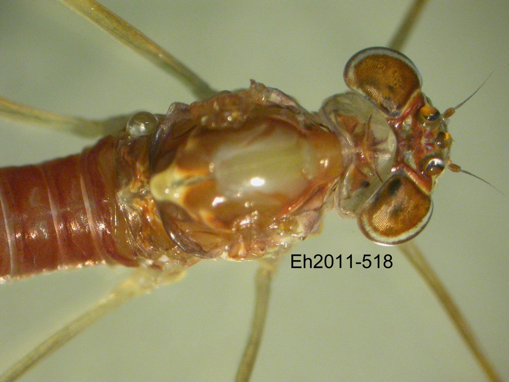 head and thorax dorsal