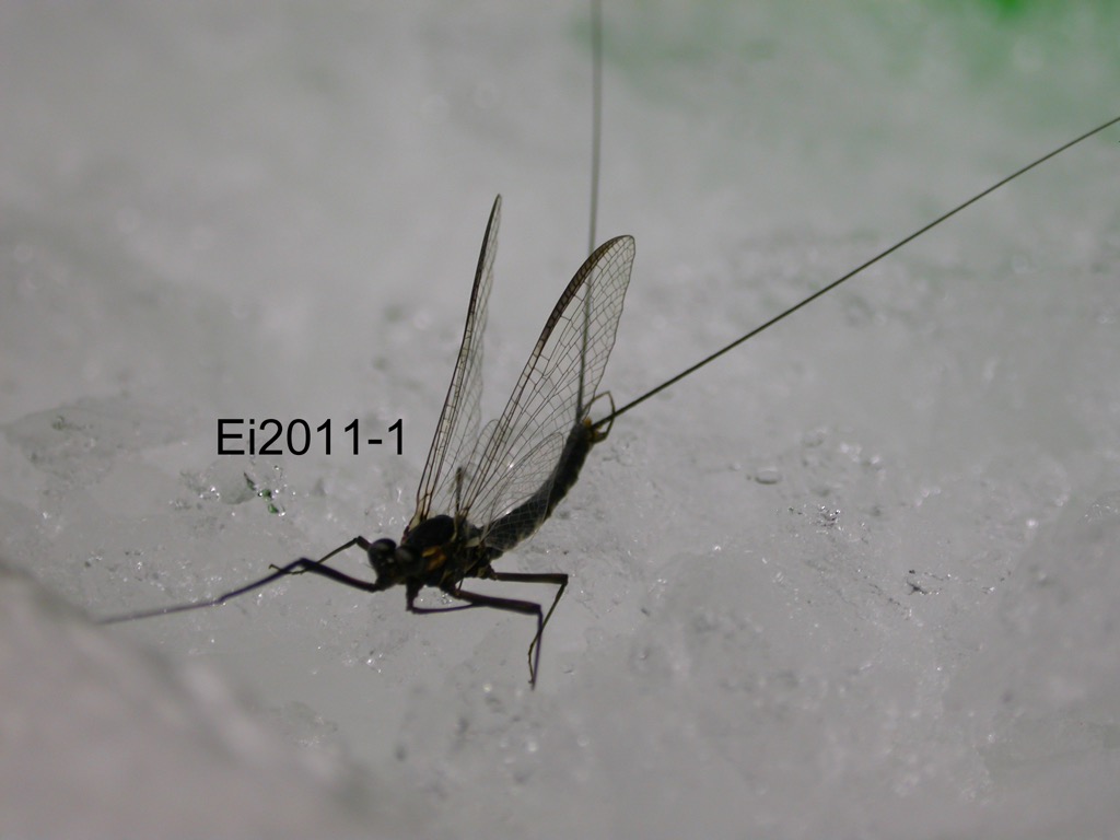 lateral