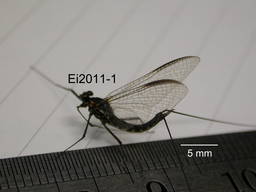 lateral