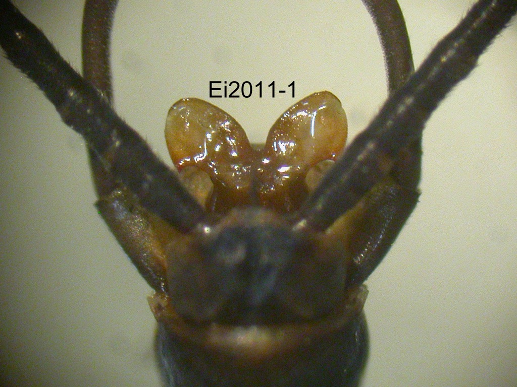 genitalia dorsal