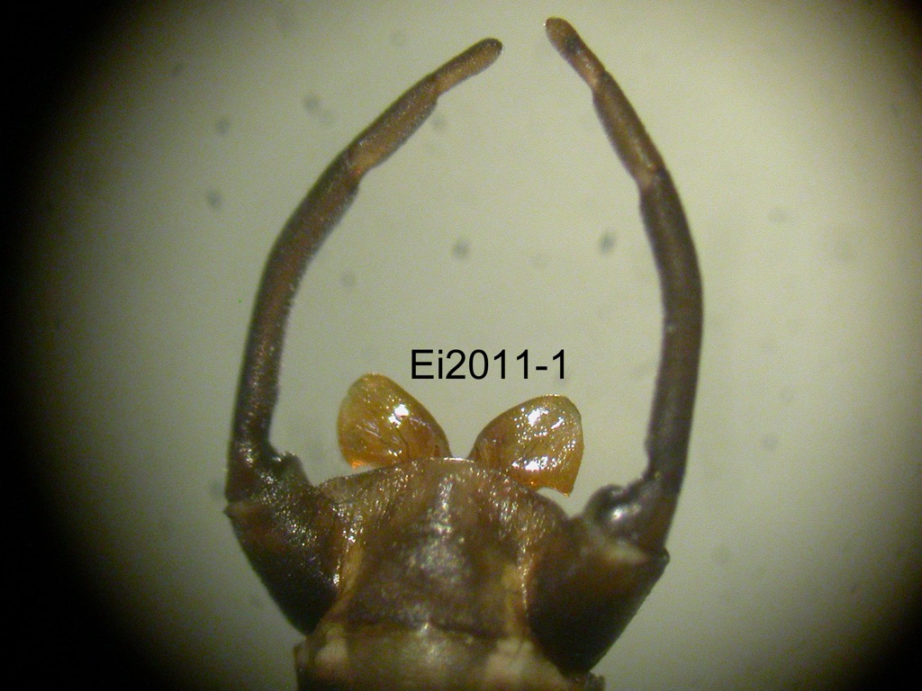 genitalia ventral