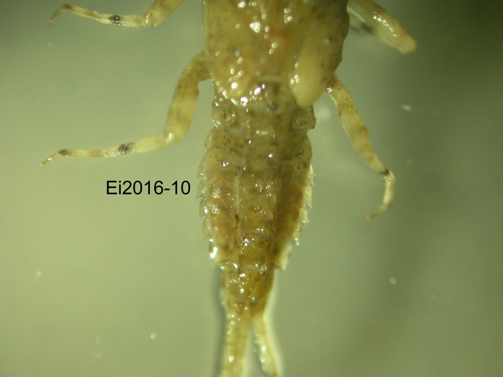 abdomen dorsal