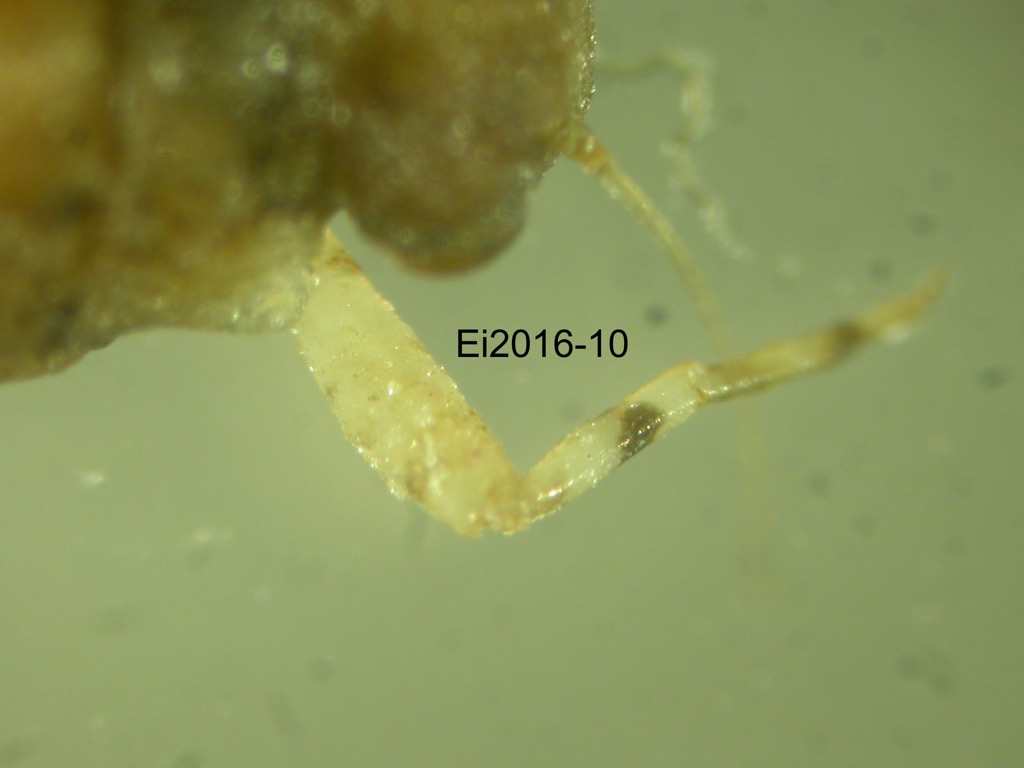 foreleg dorsal
