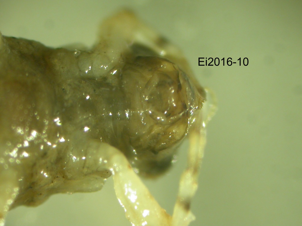 head ventral