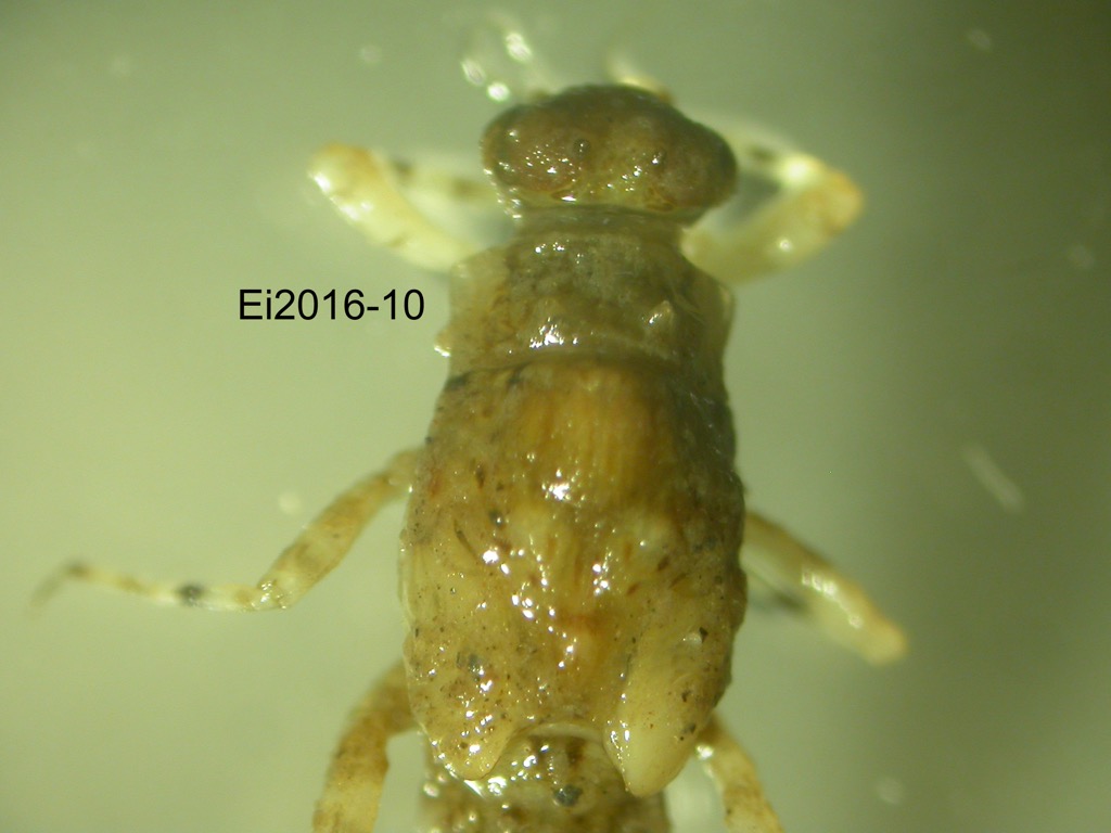 head and thorax dorsal