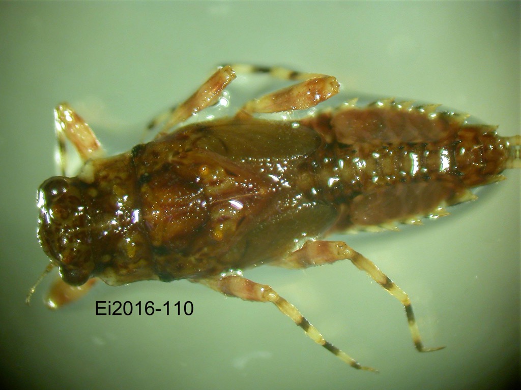 dorsal