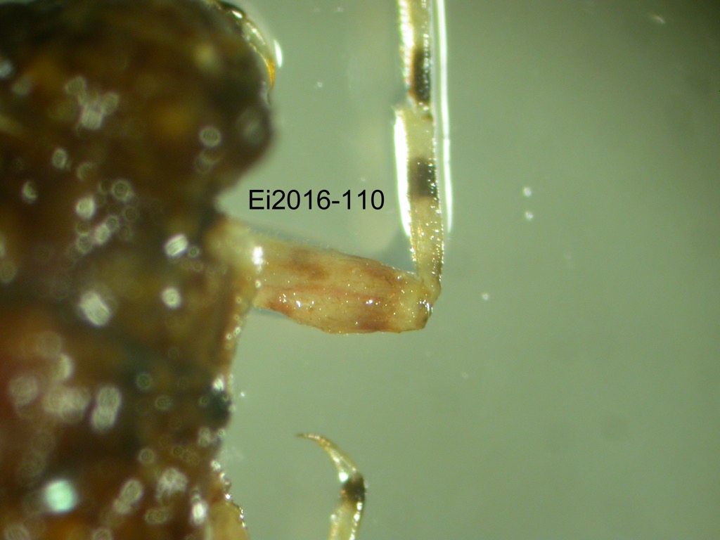 foreleg dorsal