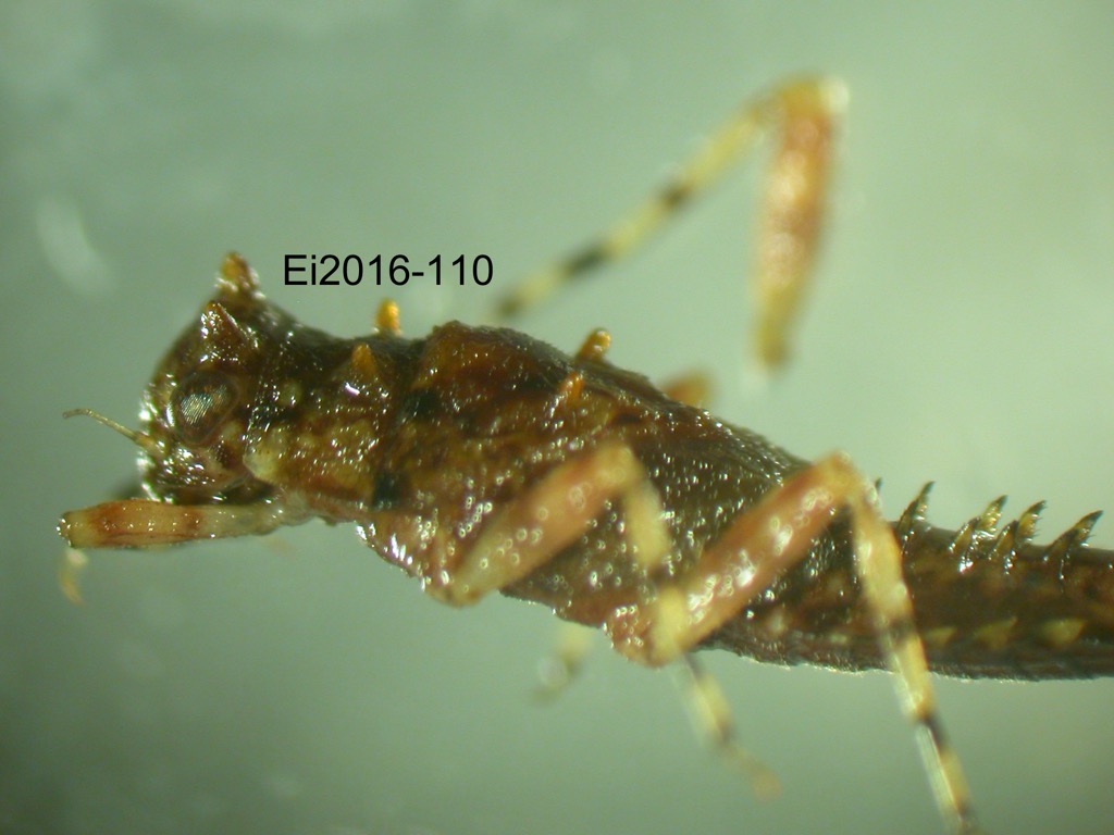 head and thorax lateral
