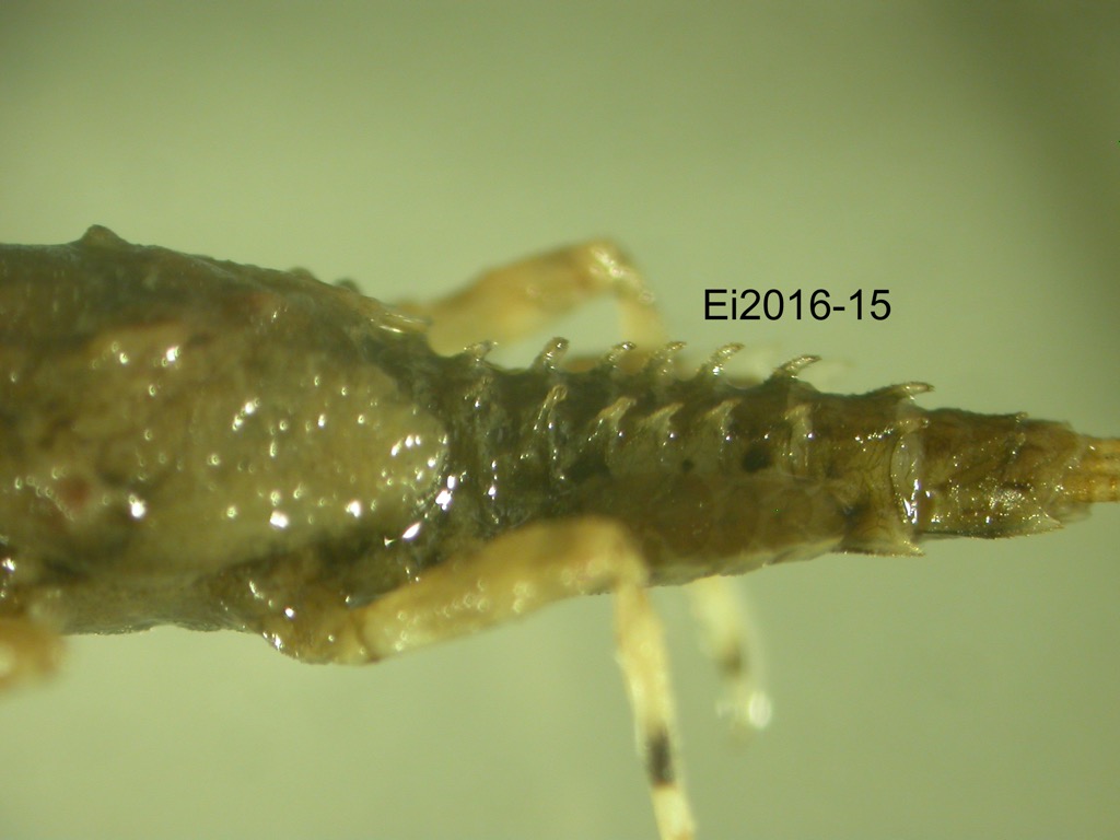 abdomen lateral
