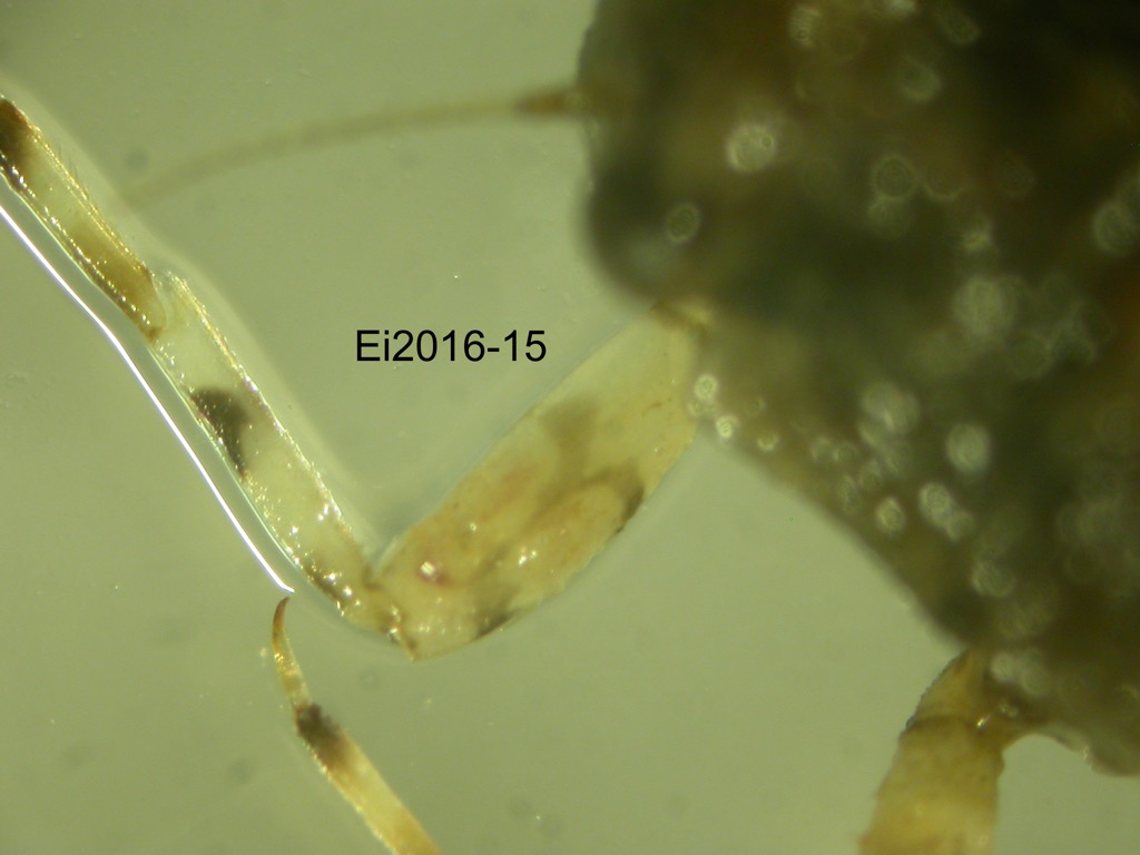 foreleg dorsal