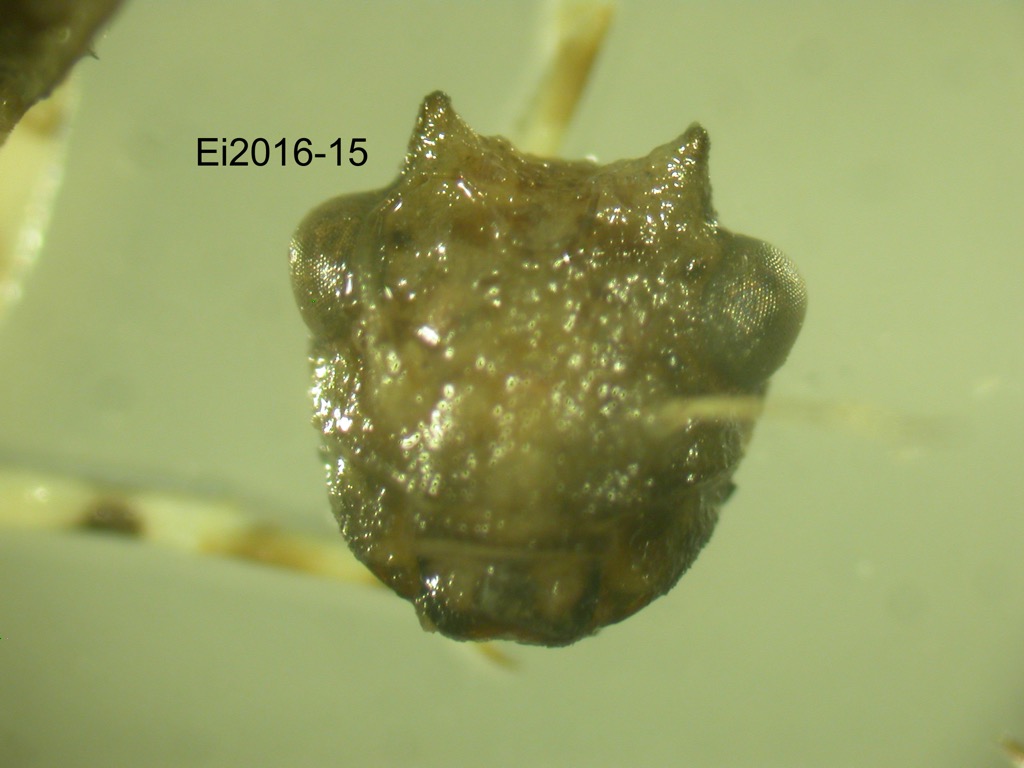 head dorsal