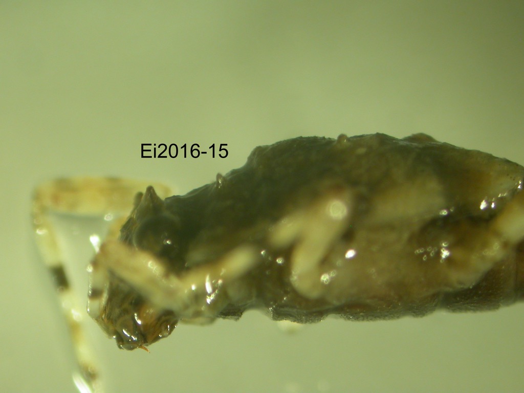 head and thorax lateral