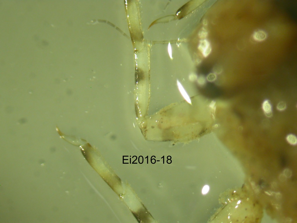 foreleg dorsal