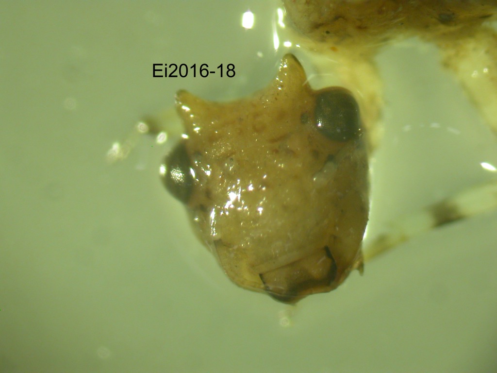 head dorsal