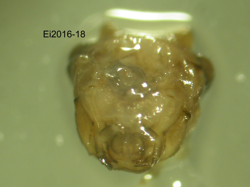 head ventral