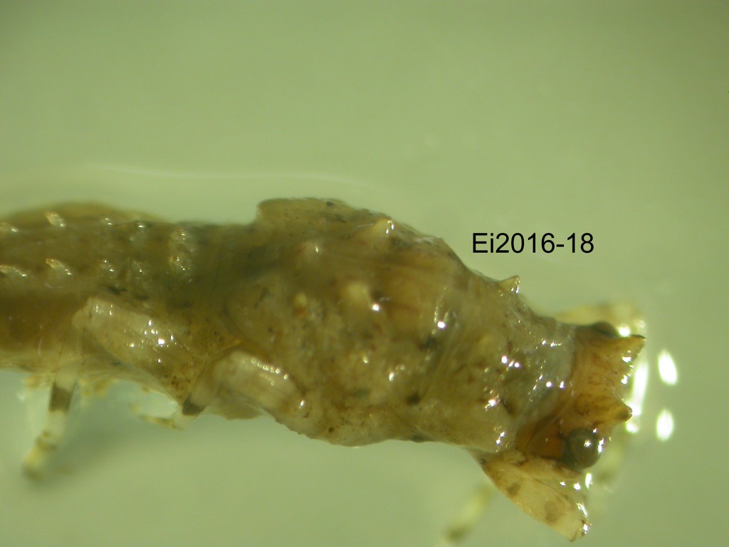 head and thorax lateral