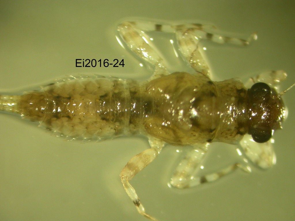 dorsal