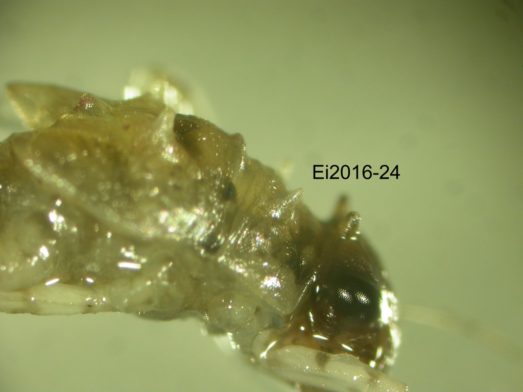 head and thorax lateral
