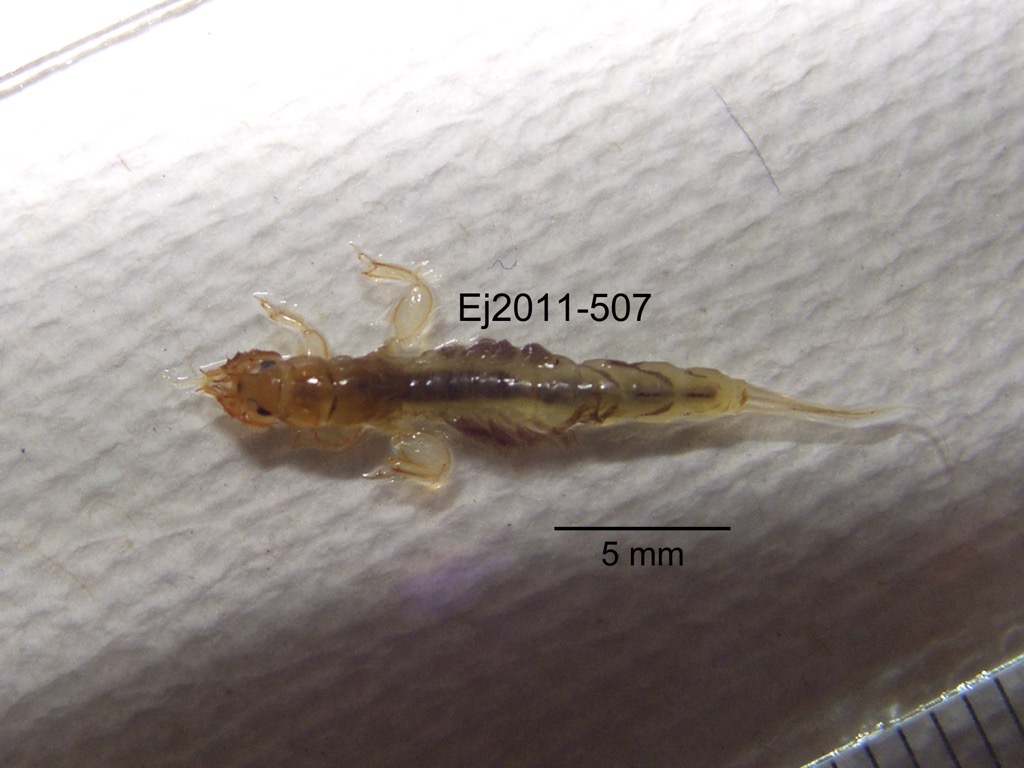 dorsal