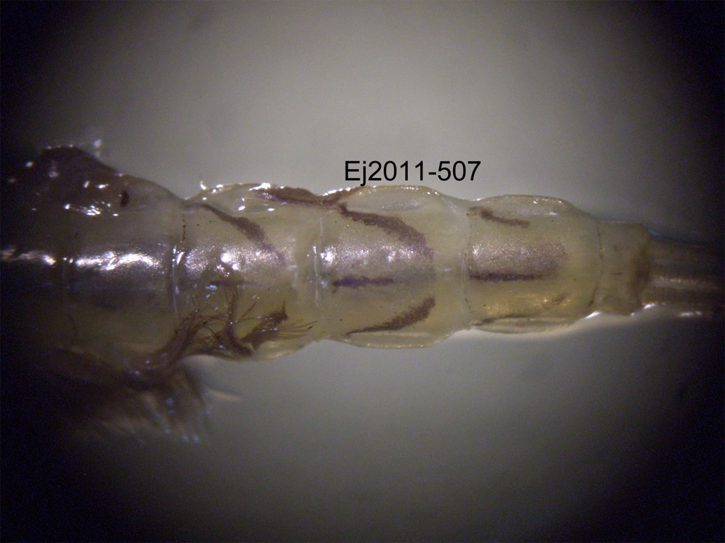 abdomen dorsal