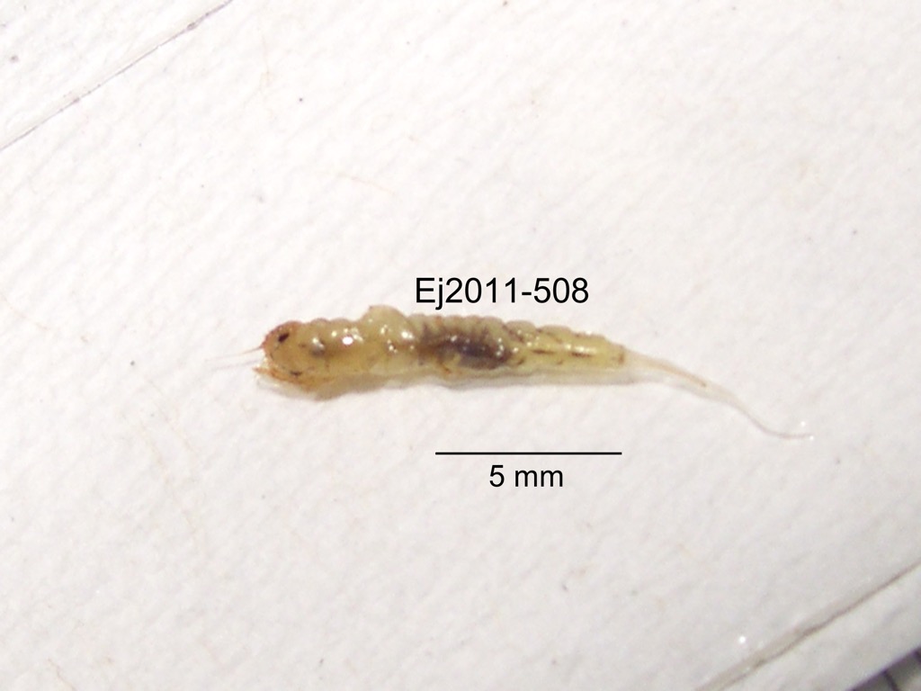 dorsal