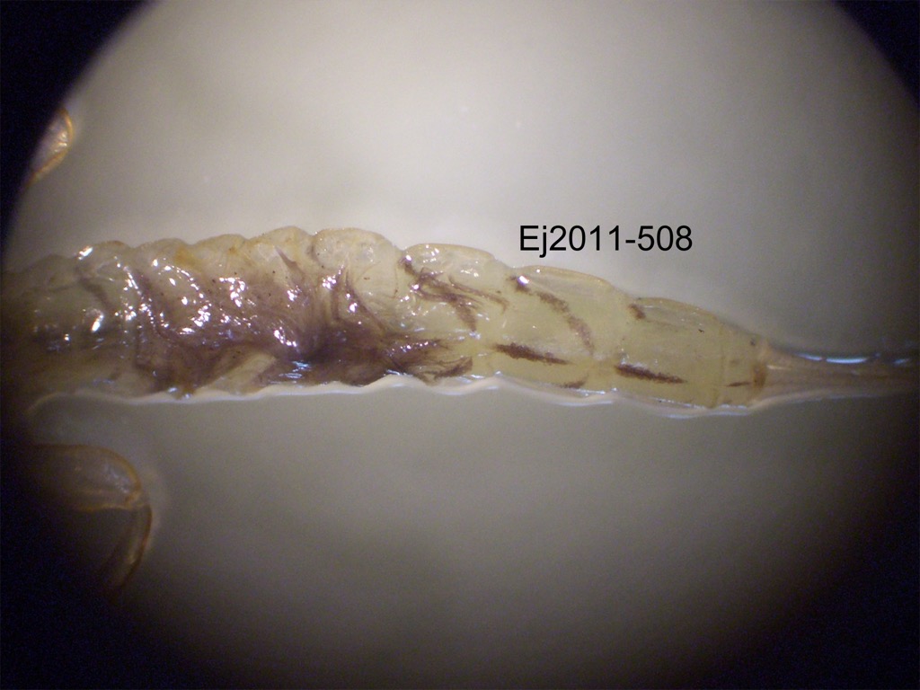 abdomen dorsal