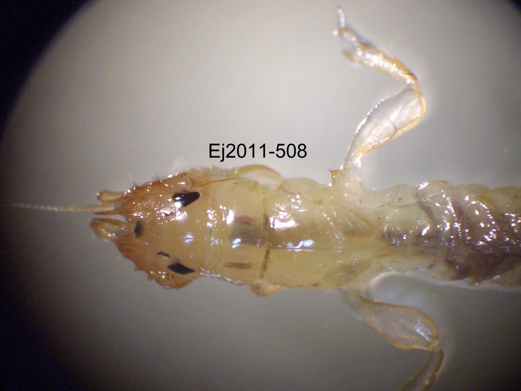 head and thorax dorsal
