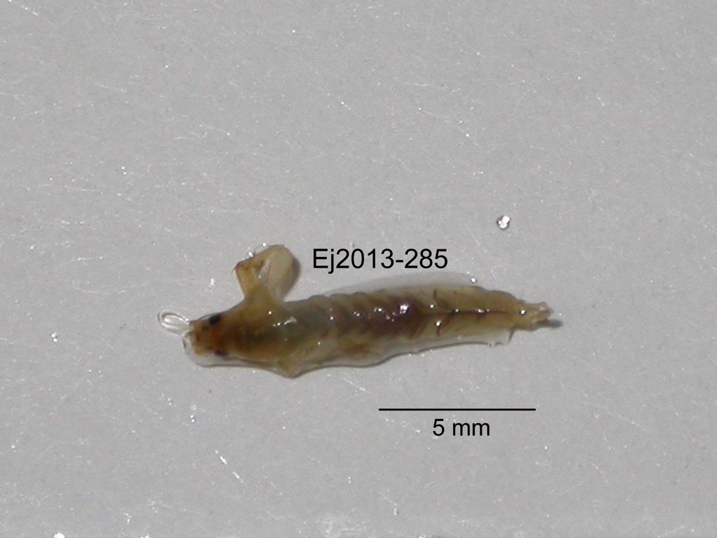 dorsal